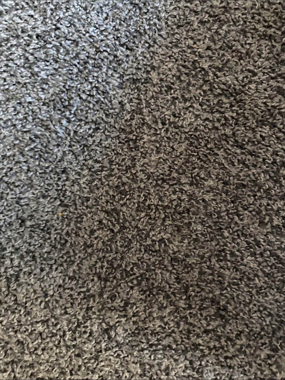 Carpet - Picture 2 of 3